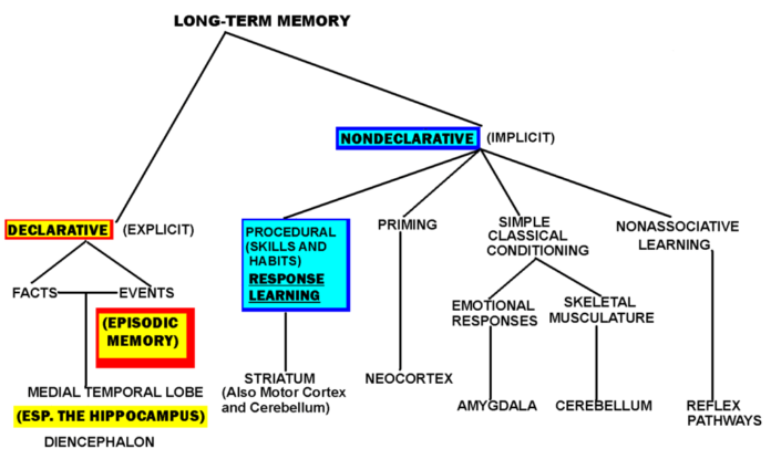 Understanding the Difference Between Declarative & Procedural Memory ...