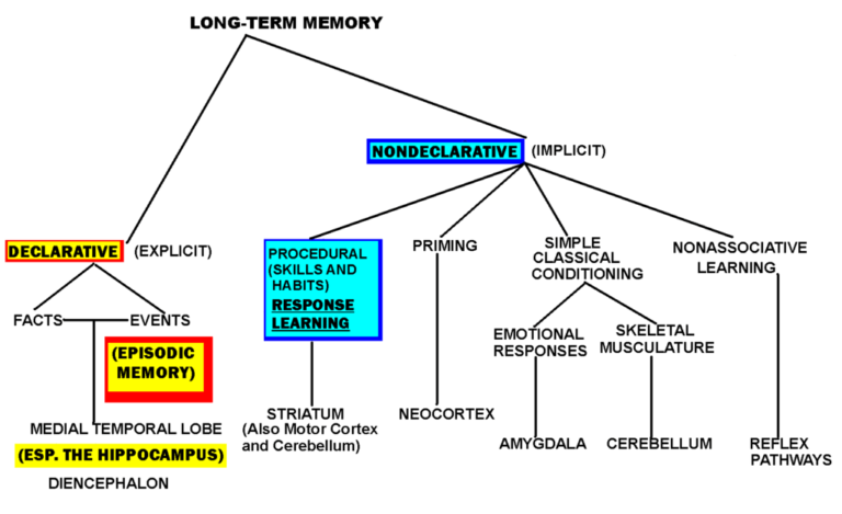 understanding-the-difference-between-declarative-procedural-memory