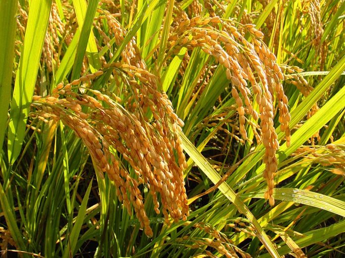 Understanding the Differences Between Oryza Sativa & Oryza Glaberrima ...